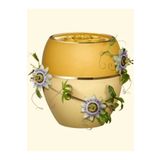 Oriflame Tender Care Çarkıfelek Meyvesi Çekirdeği Özlü Koruyucu Balm 36153
