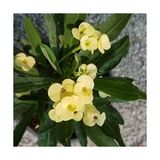 Orijinal Sarı Euphorbia Milii/dikenler Tacı Küçük Saksıda