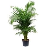 Orkide Pazarı Areka Palmiyesi Areca Lutescens 140 - 150 Cm