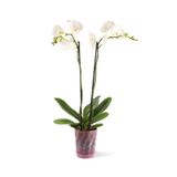 Orkide Saksı 1,3 Litre Kristal Şeffaf Pembe Orkide Saksı 16 Cm