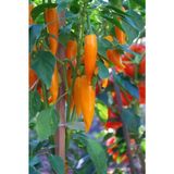 Orozco Turuncu Chili Biberi 5 Tohum