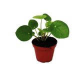 Orta Boy Çin Pilea Para Çiçeği 10-20 Cm
