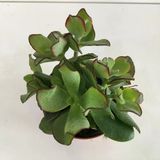 Orta Boy Crassula Ovata Para Çiçeği 10-20 Cm