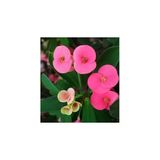 Orta Boy Dikenler Tacı Euphorbia Pembe Fidan 10-20 Cm Pembe