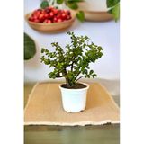 Orta Boy Para Bonsai Para Çiçeği 12 Cm Saksıda 001