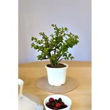 Orta Boy Para Bonsai Para Çiçeği 12 Cm Saksıda