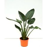 Orta Boy Starliçe Üretim Saksılı Strelitzia 50-70CM Salon Çiçeği