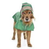 Orta ve Büyük Irk Köpek Yağmurluk - Frog
