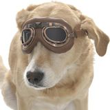 Orta ve Büyük Köpek Güneş Gözlüğü Sakari - Renkli