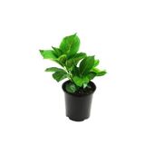 Ortanca Çiçeği Fidanı 1 Adet 10-20 Cm