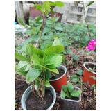 Ortanca Çiçeği Fidanı 10-20 Cm