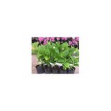 Ortanca Çiçeği Fidanı Arışı Renk 10-20 Cm