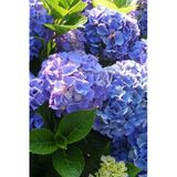 Ortanca Çiçeği Fidanı Mor Renk 10-20 cm