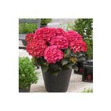 Ortanca Çiçeği Fidanı Pembe Renk 10-20 cm