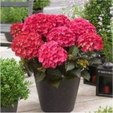 Ortanca Çiçeği Fidanı Tüplü Koyu Pembe Renk 10-20 Cm