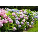 Ortanca Fidanı 10-30 cm 2 Adet,