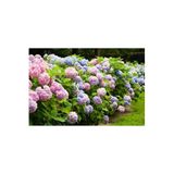 Ortanca Fidanı, 3 Adet, 40-60 Cm, Saksıda