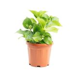 Ortanca Fidanı Saksılı 10-20 Cm