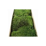 OSKARYUM Canlı Sphangnum Peat Moss Orkide Toprağı Kaliteli Taze Yeşil Ürün 1 LT