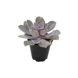 OSKARYUM Echeveria Perle Van Nurnberg Sukulent
