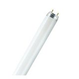 OSRAM L 36W/66 T8 Floresan Yeşil Ampul