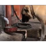 Otomatik Köpek Mama Makinesi
