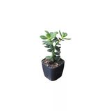 Ovata Para Ağacı Çiçeği Fidanı 10-20 Cm