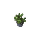 Ovata Şans Para Ağacı Çiçeği Fidanı 10-20 Cm