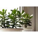 Ovata Şans Para Çiçeği Bitkisi 10-20 Cm
