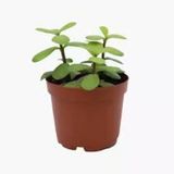 Ovata Yeşim (Para) Çiçeği Fidanı 10-20 Cm