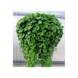 OXE GARDEN Fare Kulağı Dıchondra Repens Çim Tohumu 100 Gr Kundura Çimi