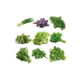 OXE GARDEN Süper Karışık Yeşillik 9 Çeşit 1000+ Adet Doğal Tohum Saksı Ve Bahçeye Uygun