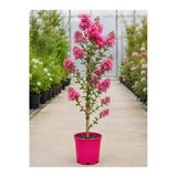 Oya Ağacı Fidanı Fuşya 10-20 Cm