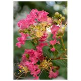 Oya Ağacı Fidanı (Lagerstroemia Archerana) Tüplü Canlı Süs Bitkisi - Bahçe Ve Balkon İçin