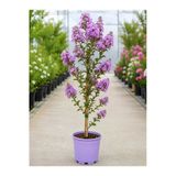 Oya Ağacı Fidanı Lila Renk 30-50 Cm