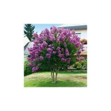 Oya Ağacı Fidanı Mor 40-60 Cm