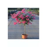 Oya Ağacı Fidanı Pembe 40-80 Cm