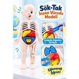 Oyuncak Fabrikası 3D İnsan Vücudu Anatomi Modeli 14 Parça Cımbızlı Sök Tak Eğitici Oyuncak