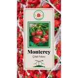 Özcanlar Monterey Çilek Fidesi - 1 Adet