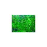 Özden Aquatics 1 Kap Lepistes Otu (Najas Guadulupensis) Canlı Akvaryum Bitkisi Bakım Gerektirmeyen Özellik