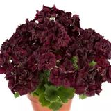 Özel Aristo Black Velvet Sardunya Çiçeği Fidesi (1 Adet)