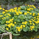 Özel Bodur Yellow Beauty Kadife Çiçeği Tohumu(20 tohum)
