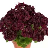 Özel Çeşit Aristo Black Velvet Sardunya Çiçeği Fidesi (1 Fide)