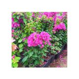 Özel Çeşit Bodur Fuşya Gelin Duvağı Begonvil Bougainvillea