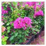 Özel Çeşit Bodur Fuşya Gelin Duvağı Begonvil Fidanı Bougainvillea