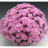 Özel Çeşit Branfountain Pink Kasımpatı Krizantem Çiçeği Fidesi 1 Adet