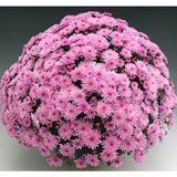 Özel Çeşit Branfountain Pink Kasımpatı Krizantem Çiçeği Fidesi (1 Fide)