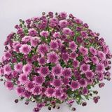 Özel Çeşit Branfountain Purple Kasımpatı Krizantem Çiçeği Fidesi 1 Adet