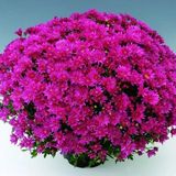 Özel Çeşit Branroyal Pink Pembe Kasımpatı Çiçeği Fidesi (1 Fide)