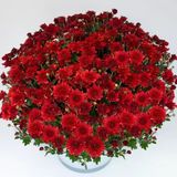 Özel Çeşit Branroyal Scarlet Kasımpatı Çiçeği Fidesi (1 Adet)